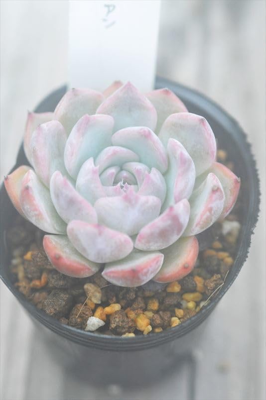 136. 多肉植物 キャラリアン 830円【抜き苗】 136. 多肉植物 キャラリアン 【抜き苗】