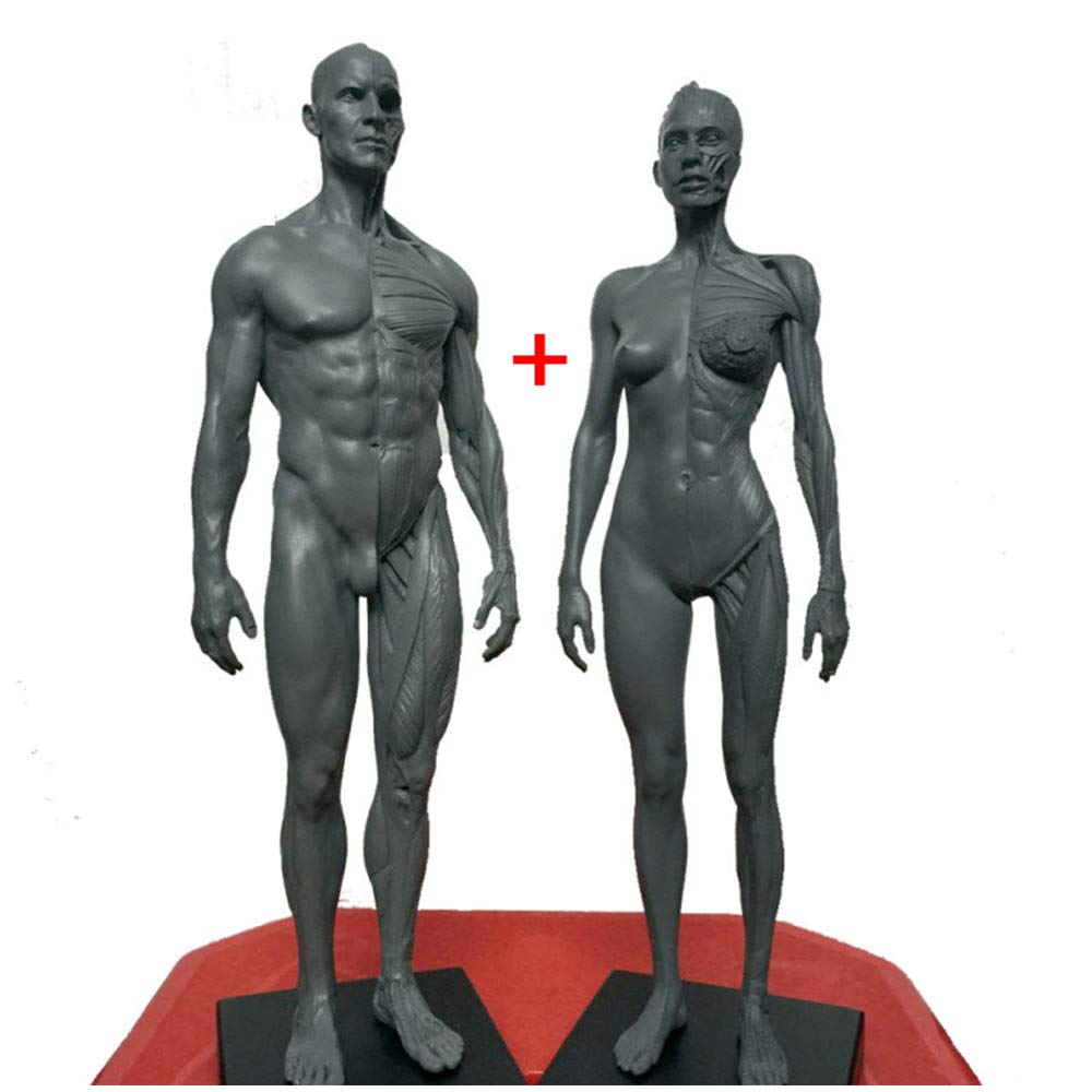 Rysunek Anatomiczny Człowieka - Model Anatomiczny Szkieletu Mięśni Człowieka 11,8-Calowy Męski Model Kości Mięśniowej - Rysunek Manekina Anatomicznego Człowieka - Odniesienie Dla Artysty, Studium I T