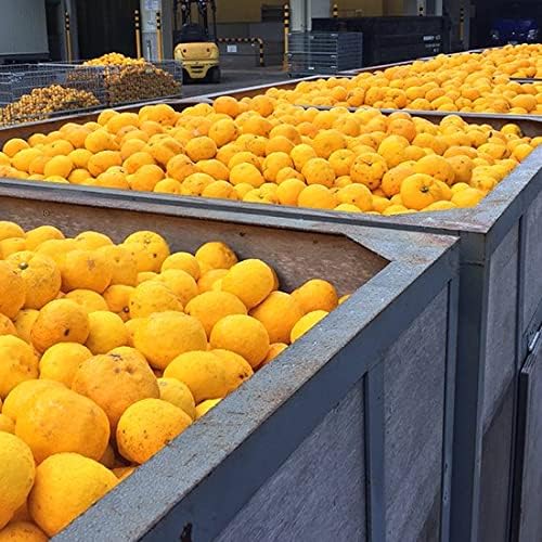 ゆずみかんさん専用です！ ゆずみかん