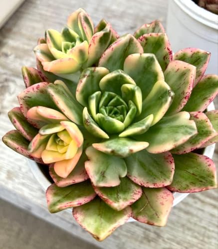観葉植物 多肉植物 錦」の人気商品一覧 | 安い商品を通販サイトから