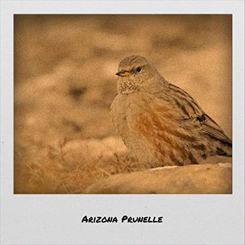 Amazon Music Unlimited VARIOUS ARTISTS 『Arizona Prunelle』