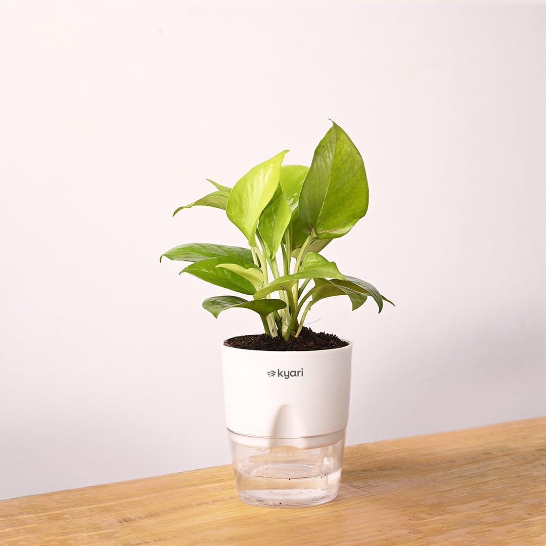 KYARI Golden Money Indoor Plants for Living Room | Live Plants | Plants with White Self Watering Pot for Home | Air purifier plants | Plants for Home Decor | Plants for Garden & bedroom (B0BWJZ2QQY) Amazon Price History, Amazon Price Tracker