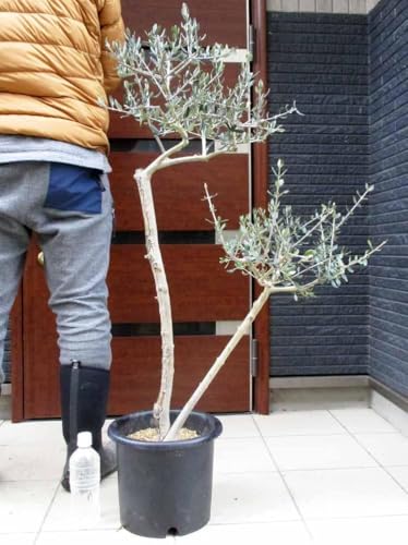 オリーブ 木 種」の人気商品一覧 | 安い商品を通販サイトから探す