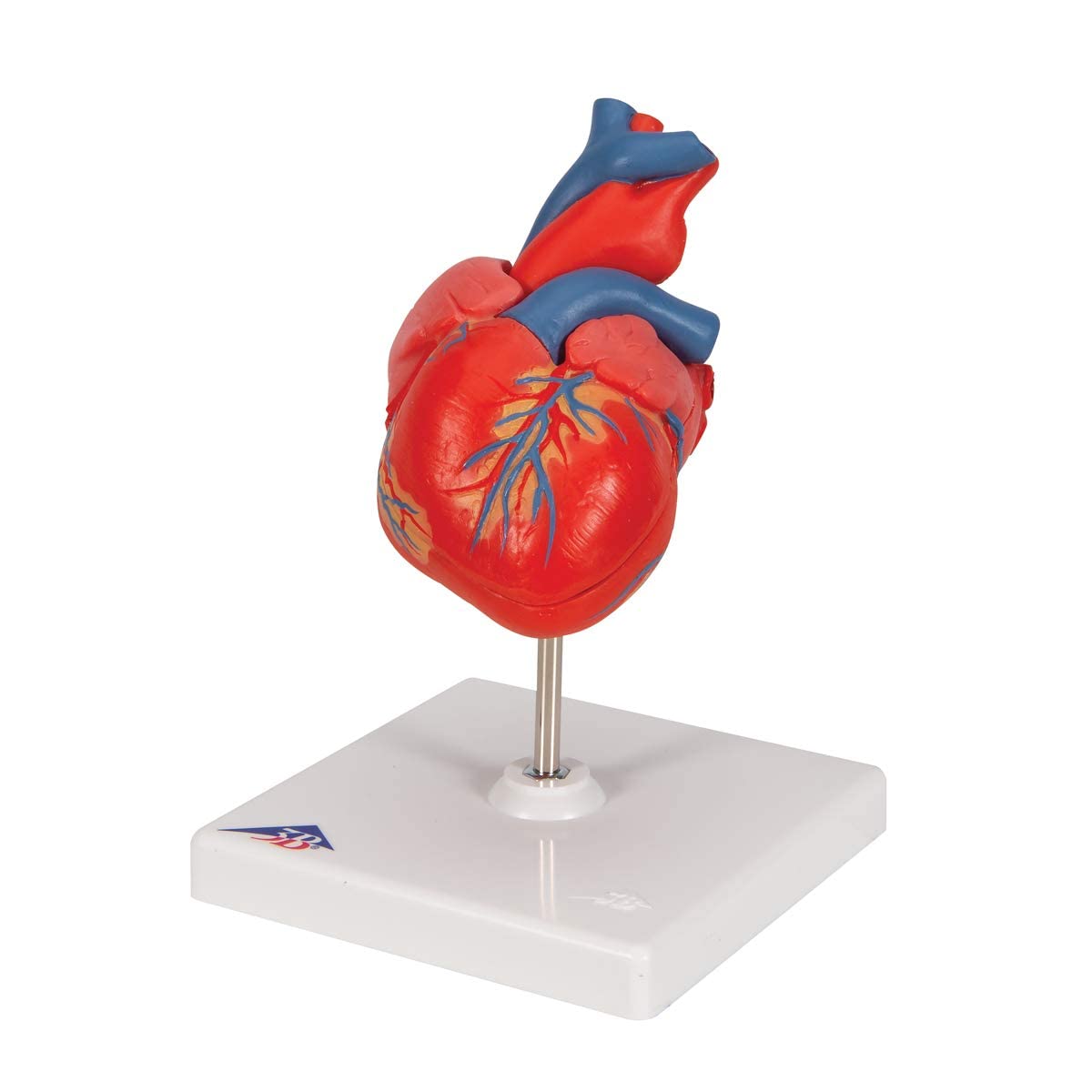 3B Scientific Anatomia człowieka - Klasyczny model serca, 2 części + darmowe oprogramowanie do anatomii - 3B Smart Anatomy