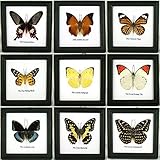 Thai Productz 9 x Framed Wall Decor Real Beautiful Butterfly Display Insect Taxidermy 5