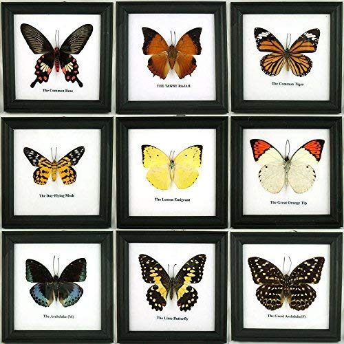 Thai Productz 9 x Framed Wall Decor Real Beautiful Butterfly Display Insect Taxidermy 5