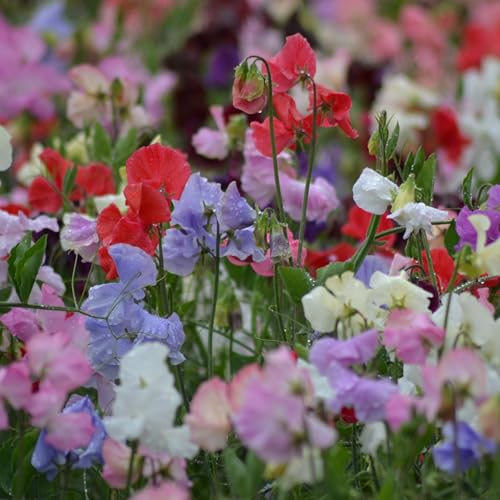 PREMIER SEEDS DIRECT - Sweet Pea - Spencer Mix - 100 Finest Seeds