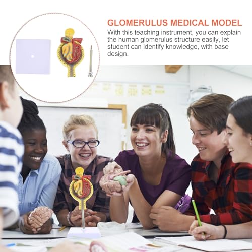 Glomérule rénal surmonter les difficultés d'apprentissage avec ce modèle PVC - 7