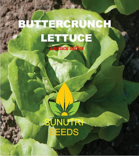 Lettuce Seeds, 1000+ Butterhead, Buttercrunch, Heirloom, Non Gmo Seeds, Lactuca Sativa #TOP1