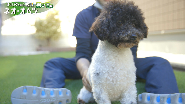 Amazon | ネオ・ルーライフ ネオ・オムツ男の子用 S 小型犬用 26枚入り