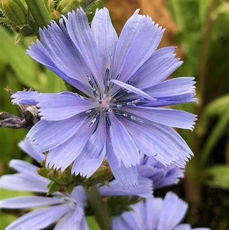 Bluest Blue Chicory 50+ Seeds, Beautiful Blue Cut Flower