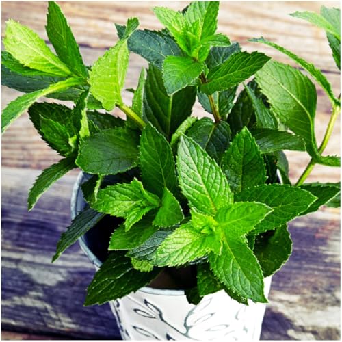Seed Needs Mint Seeds for Planting Spearmint & Peppermint - Non-GMO Heirloom & Untreated Herb Seed to Plant an Indoor/Outdoor Culinary Medicinal Garden (Collection of 2 Packets) - Image 7