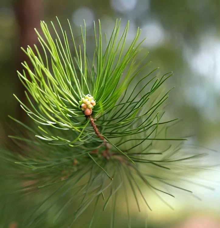 Miniatura 4 de Casuarina equisetifolia (Sheoak de playa, pino australiano) Semillas de árbol, valiosas para la construcción, leña y producción de carbón, semillas