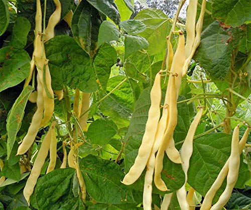 Stangenbohnen-Samen Goldmarie für den Garten