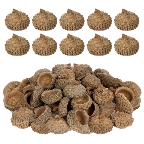 ULTECHNOVO Lot de 100 glands naturels rustiques, idéaux pour les travaux manuels, Noël, Thanksgiving, pommes de pin, décorations d'arbre, couronnes, remplissage de vases et autres décorations.