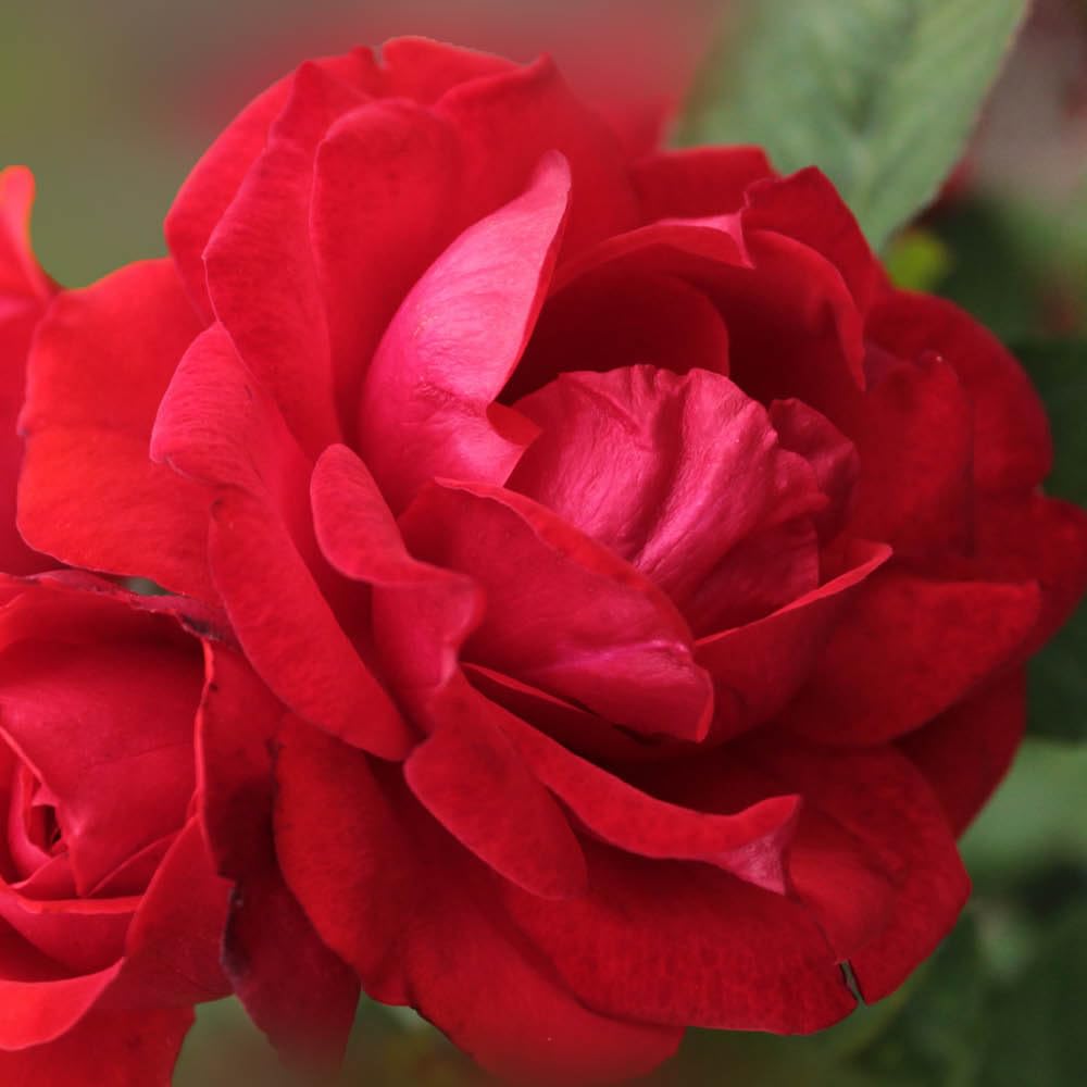 YouGarden Harkness Rose 'To My Wonderful Husband' ™, Established Plant in 4 Litre Pot, Ready to Plant, For Garden Beds, Borders, and Pots, Bright Red Rose, Fragrant Flowers