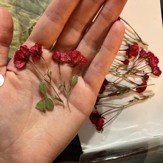 12 piezas de capullos de rosa mini prensados y secos miniatura 2