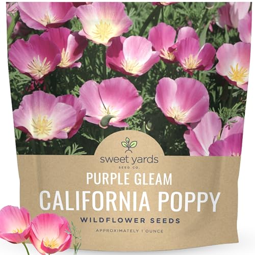 California Purple Gleam Poppy Wildflower Seeds - Bulk 1 Ounce Packet