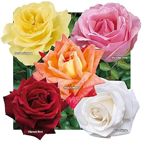 YouGarden Garden Rose Collection - 5 Disease Resistant Bushes Cover