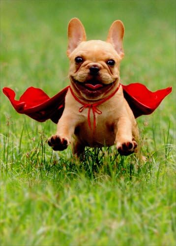 Frenchie Jumping Wearing Red Cape - Avanti Dog Thank You Card