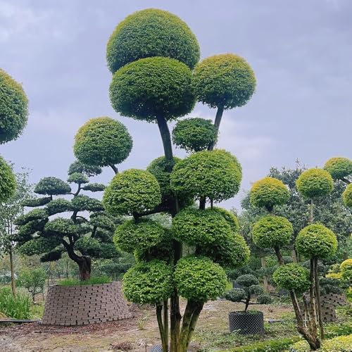 semillas de aligustre - jardín balcón exóticas 100pcs