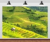 CORFOTO Telón de telón de fondo para terrazas de arroz verde de 2,1 x 1,5 m, campo de arroz en terrazas de Vietnam, paisaje, naturaleza, paisaje, paisaje, fondo de naturaleza, rural, al aire libre,