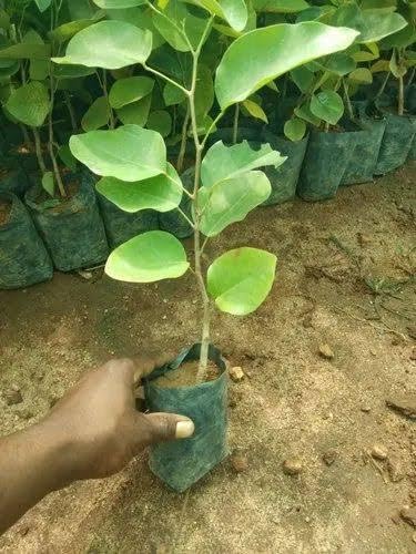 Mphmi Live Plant Nursery NCR Nurseryplant Sandal Wood Red, Chandan Red - Plant (B0C4H3GCZP) Amazon Price History, Amazon Price Tracker