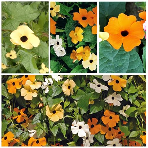 Image of Seed Needs Black-Eyed Susan Vine Seeds for Planting Thunbergia 5 Packs