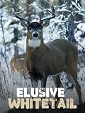  Elusive whitetail