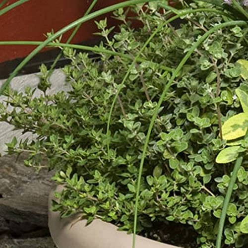 Chuxay Garden Thymus Citriodorus-Lemon Thyme,Citrus Thyme 1000 Seeds Condiment Herb Plant #TOP4
