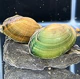 Opal Asian Freshwater Clam 2' - 4' Aquarium Inverts Clams Fast 1-3 Day Shipping