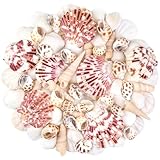 Natural Sea Shell Mixed Ocean Shells Set, 0.8"-2.5" Various Sizes Seashell, Scallop & Conch Shells for Beach Themed Decor, DIY Crafts, Vase Fillers, Fish Tank, Home, Wedding and Party Decoration