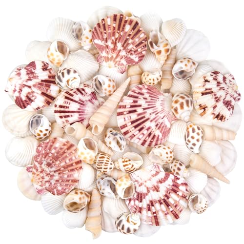 Natural Sea Shell Mixed Ocean Shells Set, 0.8"-2.5" Various Sizes Seashell, Scallop & Conch Shells for Beach Themed Decor, DIY Crafts, Vase Fillers, Fish Tank, Home, Wedding and Party Decoration