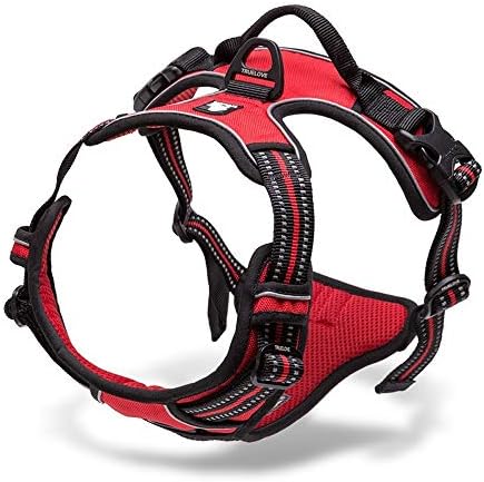 chai's choice harness