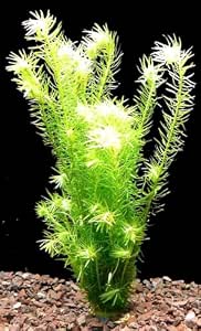 Visual Reference: Aquarium Live Plants For Fish Tank Live Plants For Fish