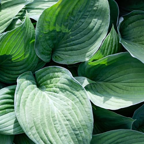 Hosta Plants, 'T Rex', 1 x Full Plant in 1 Litre Pot, Hosta, Garden Ready and Ready to Plant, Premium Quality Perennials