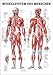 Ruediger Anatomie TA04 Muskelsystem des Menschen Tafel, 70 cm x 100 cm, Papier
