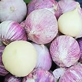 knoblauch ernten Tolles Geschenk, um das Lebensinteresse zu erhöhen.