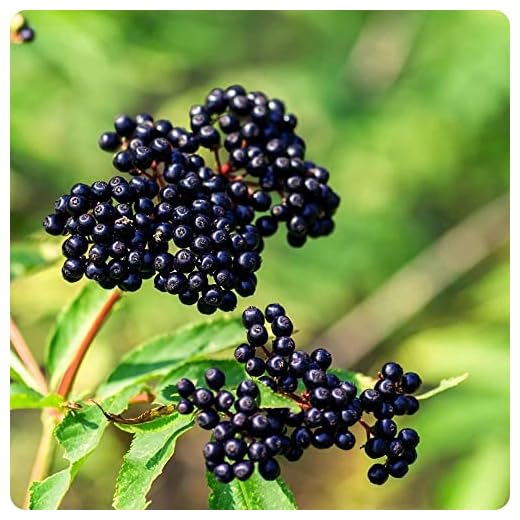 2 American Elderberry Plants Live for Planting - Black Elderberry Bush Live Plants - Elderebrry Fruits Tree Outdoors