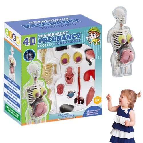 Modèle d'anatomie humaine de femme enceinte pour apprendre la science en famille