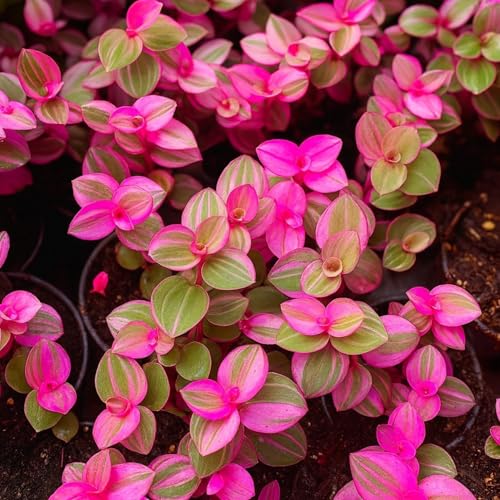 2 Pink Lady Wandering Jew Cuttings to Grow - Easy