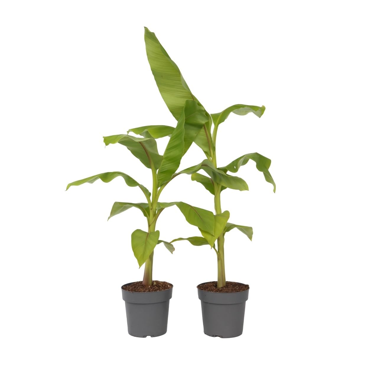 Plant in a Box - Bananenpflanze - 2er Set - Musa Basjoo - Hhe 55-70cm -  Topf 21cm - Bananenbaum Winterhart : Amazon.de: Garten