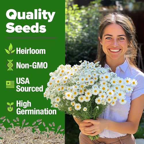 Image of HOME GROWN German Chamomile Seed Pack - 4,560 Heirloom Seeds for Planting for Sustainable Gardens and Soothing Medicinal Herbal Teas (Matricaria chamomilla)