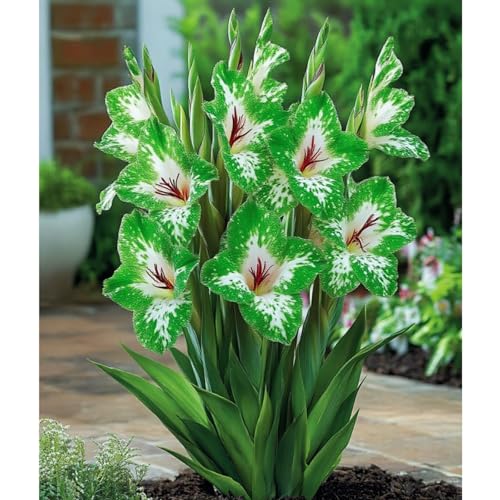 Gladiolo, rizomas de gladiolo perennes resistentes, rizomas de jardín perennes, gladiolo raro adecuado para cultivar en el jardín-10 Rizomas-j