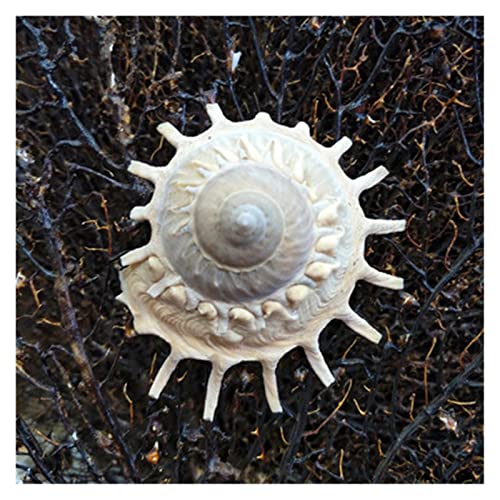 FLOAPA Natural Conch Shells Home Decoration Collection Specimen Snails Shooting and Landscaping 9-12 cm Rotary Snails Decoration Primary Stones and Minerals