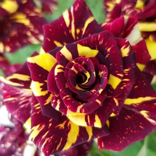 Rare Rose Purple image