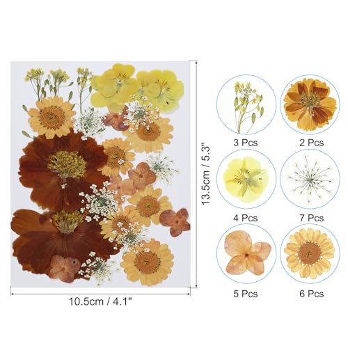 Flores Secas Prensadas Naturales Patikil para Artesanía DIY miniatura 2