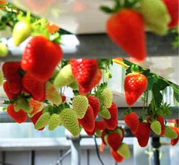 200+ Red Climbing Strawberry Seeds Garden Fruit Seed Sweet and Delicious