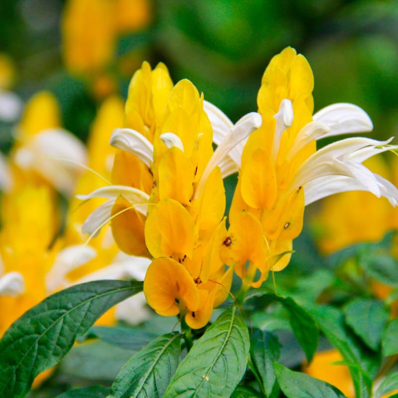 Yellow Shrimp Plant Seedlings Pair