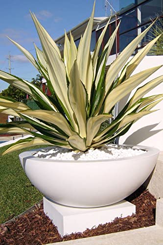 Global Trade & Utility Products Gardenix Decor Planter Suitable For Indoor Outdoor And Gardening Garden Big Size Gamla, Size:- Height: 8 Inch, Width: 17 Inch, Length: 17 Inch, Violet (B099QM9GPS) Amazon Price History, Amazon Price Tracker